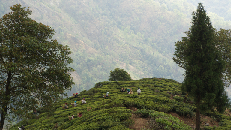 Inde