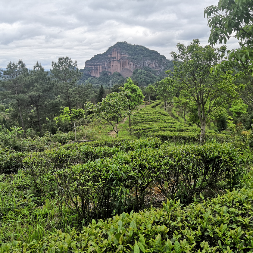 BAI MU DAN - Thé blanc de Chine Primeur 2026