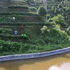 LU AN GUA PIAN - Thé vert de Chine Primeur 2026
