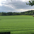 SINCHA SAEAKARI - Thé vert du Japon Primeur 2026 - Bio