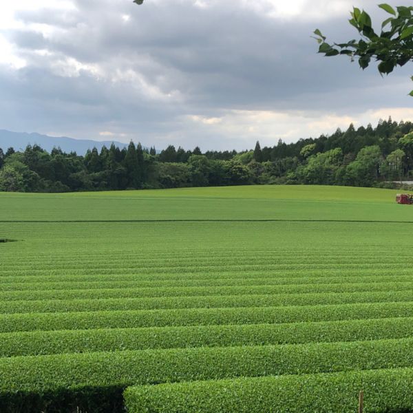 SINCHA SAEAKARI - Thé vert du Japon Primeur 2026 - Bio