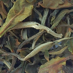 Thé blanc