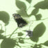 UN INSTANT À TANGER - Thé vert à la menthe aromatisé - Bio